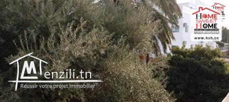 Terrain Promoteur Celine A Vendre A Menzah 1