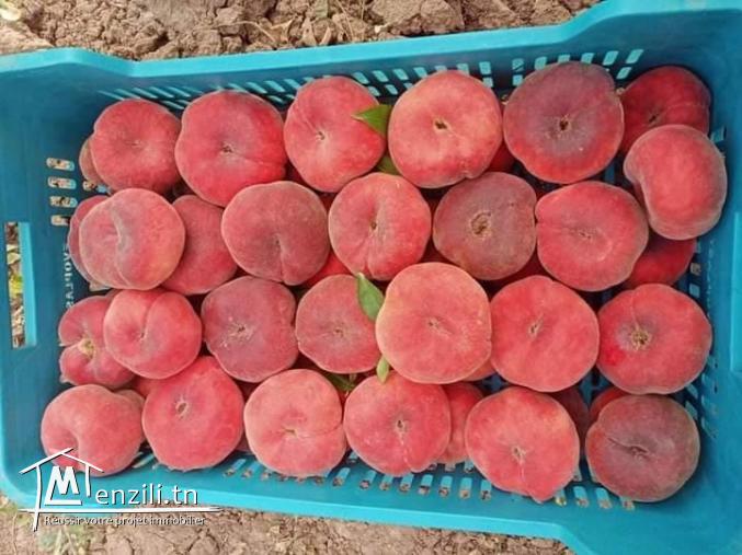 Senia prêt à être exploitée