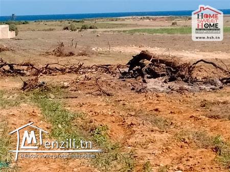 Terrain Villa Torres à Vendre à Dar Allouche, Nabeul