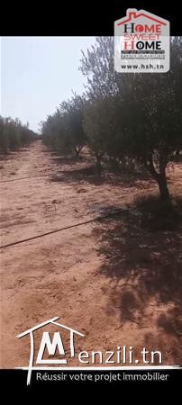 Terrain Agricole Afia à Vendre à Sidi Aich