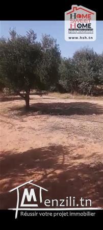 Terrain Agricole Afia à Vendre à Sidi Aich