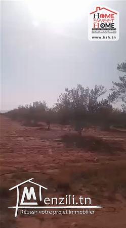 Terrain Agricole Afia à Vendre à Sidi Aich