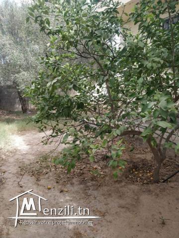 A vendre une maison s+3