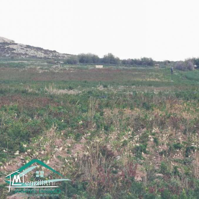 VT790:Terrain agricole 5966 m² à menzel temim