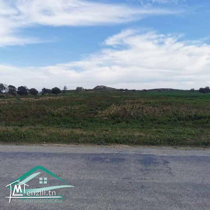 VT790:Terrain agricole 5966 m² à menzel temim