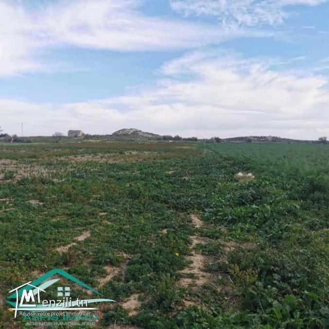 VT790:Terrain agricole 5966 m² à menzel temim