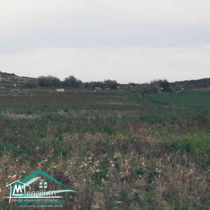 VT790:Terrain agricole 5966 m² à menzel temim