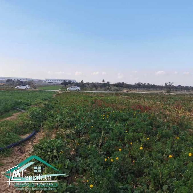 VT790:Terrain agricole 5966 m² à menzel temim
