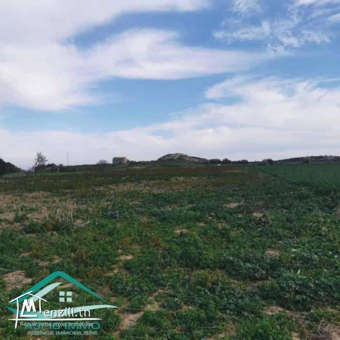 VT790:Terrain agricole 5966 m² à menzel temim