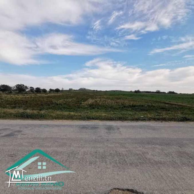 VT790:Terrain agricole 5966 m² à menzel temim