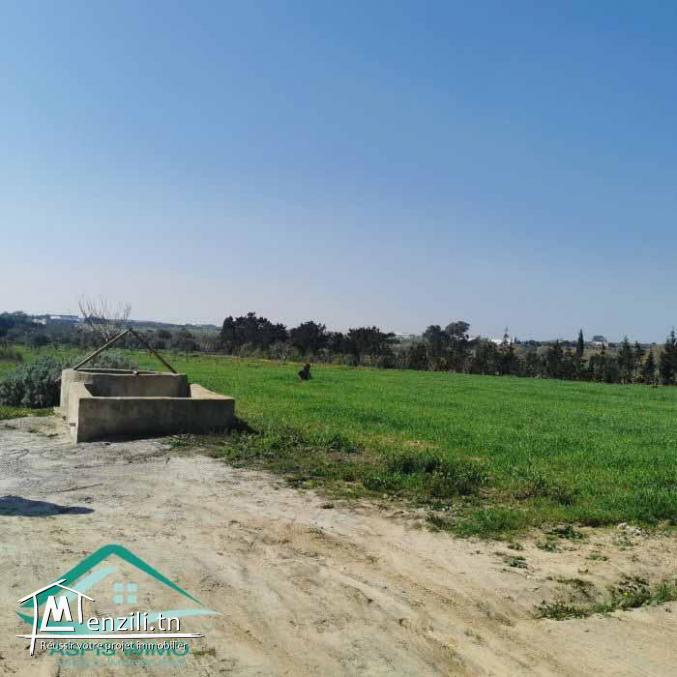 VT792:Terrain agricole 5000 m² à Tahert Kelibia