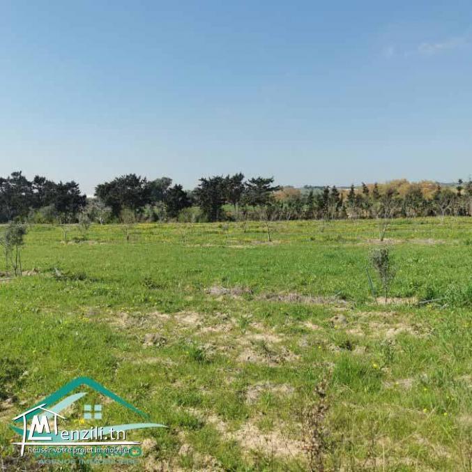 VT792:Terrain agricole 5000 m² à Tahert Kelibia