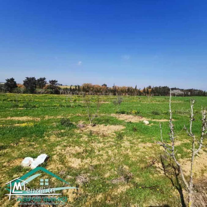 VT792:Terrain agricole 5000 m² à Tahert Kelibia