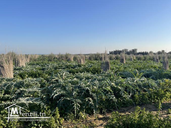 A vendre un terrain a Ghar el Melh Aouesja