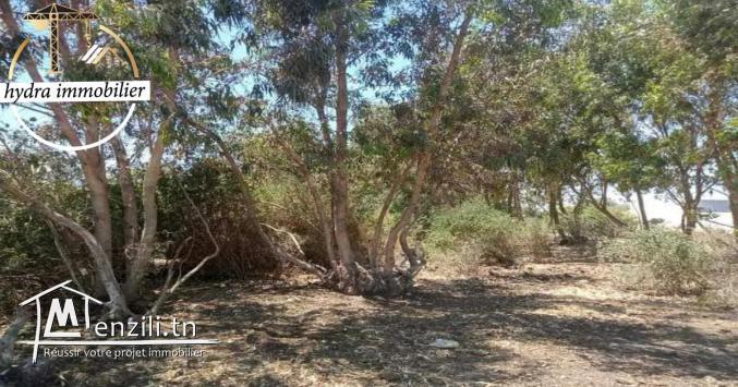 سانية مساحتها 15000م²