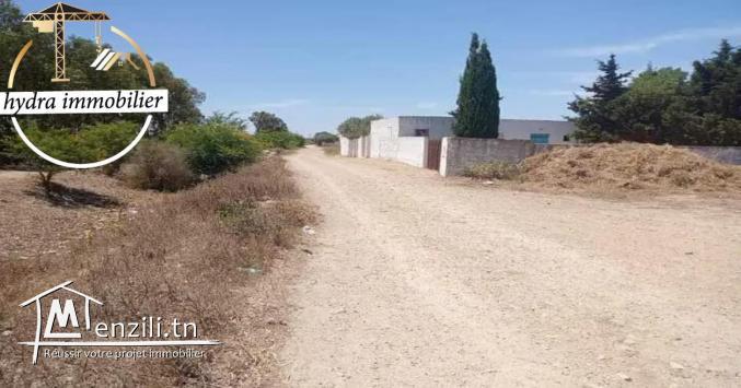 سانية مساحتها 15000م²