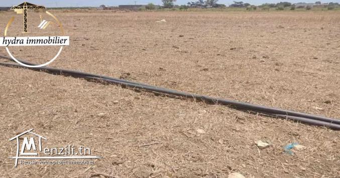 سانية مساحتها 15000م²