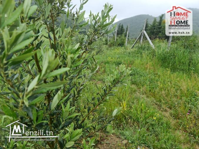 Terrain Agricole Safi à Vendre à Mornag