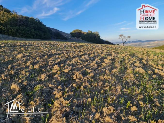 Terrain Agricole Safi à Vendre à Mornag