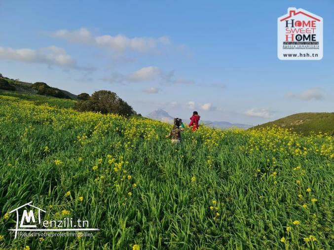 Terrain Agricole Safi à Vendre à Mornag