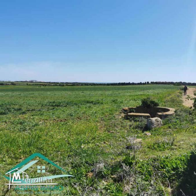 VT804Terrain 3207 m² à wed khatf Kelibia