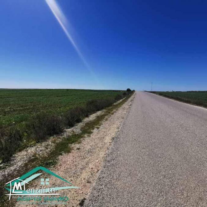 VT804Terrain 3207 m² à wed khatf Kelibia