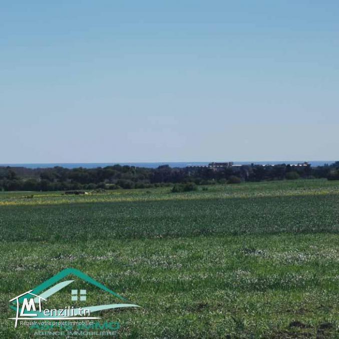 VT804Terrain 3207 m² à wed khatf Kelibia