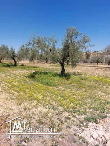 Terrain avec beaucoup de potentiel