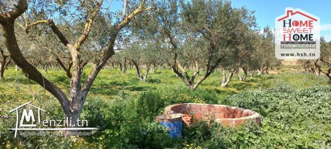 Terrain Agricole à Vendre à Menzel Bourguiba