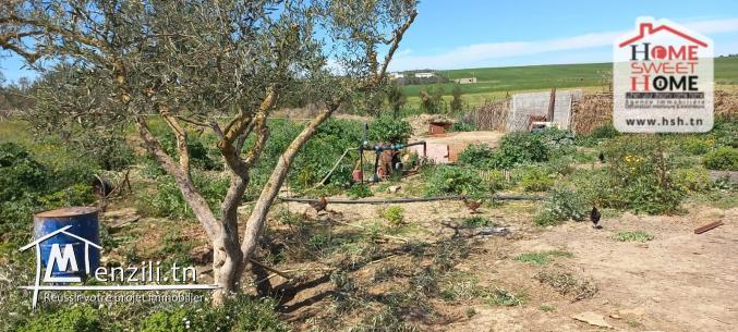 Terrain Agricole à Vendre à Menzel Bourguiba