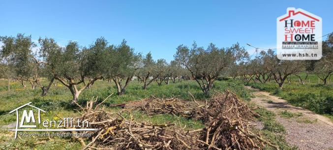 Terrain Agricole à Vendre à Menzel Bourguiba