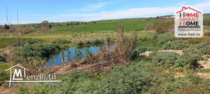 Terrain Agricole à Vendre à Menzel Bourguiba