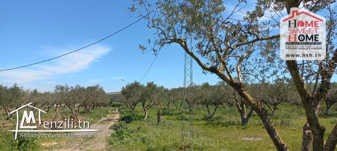 Terrain Agricole à Vendre à Menzel Bourguiba