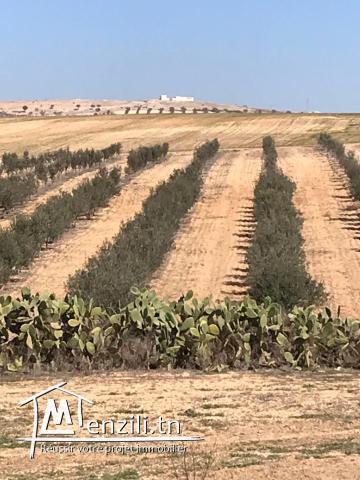 A vendre ferme 18 Ha