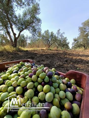 Terrain Salloum Bouficha