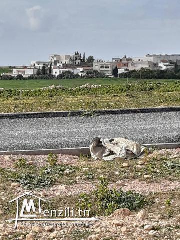 5 terrains à mohamadia