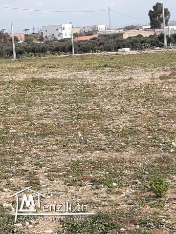 5 terrains à mohamadia