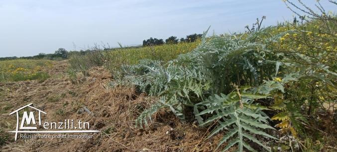 Un terrain à Kelibia