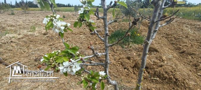 Un terrain à Kelibia