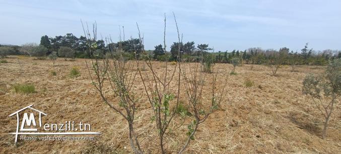 Un terrain à Kelibia