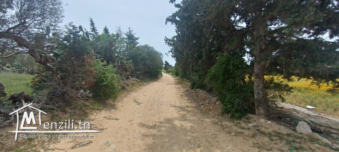 Un terrain à Kelibia