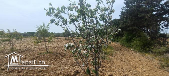 Un terrain à Kelibia