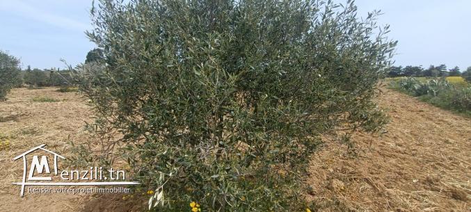 Un terrain à Kelibia