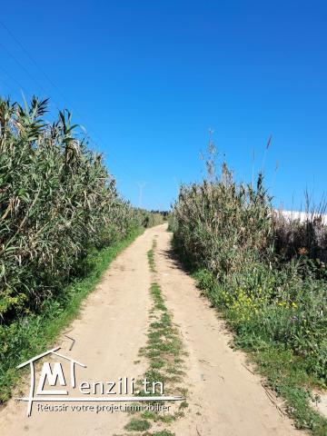 terrain à vendre  kelibia