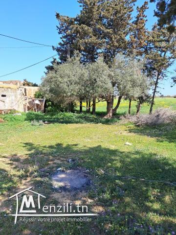 terrain à vendre  kelibia