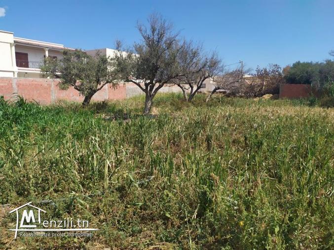 Terrain à vendre à Menzel Abderrahman (bir tarbi3a)