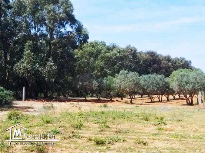 Terrain agricole à vendre El haouaria