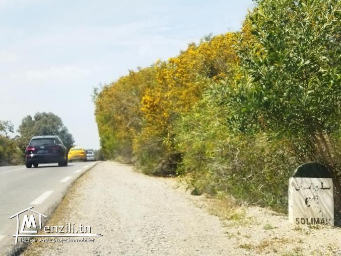 Terrain agricole à vendre El haouaria