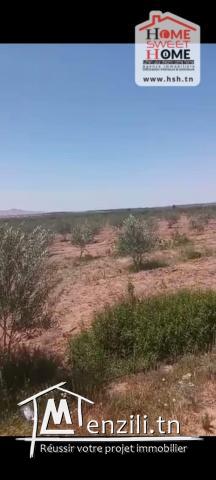 Terrain Agricole Trevino à Vendre à Sidi Aich
