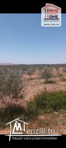 Terrain Agricole Trevino à Vendre à Sidi Aich